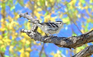 Black & White Warbler Female