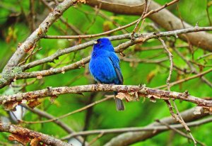 Indigo Bunting