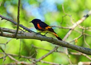 American Redstart male