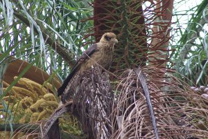 Yellow - headed Caracara (immature)