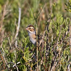 Clay-colored Sparrow