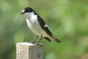 Male Pied Flycatcher, Israel