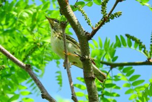 Blackpoll Warbler - Breeding Female