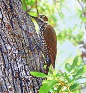 Arizona Woodpecker