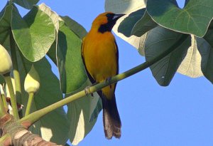 Altamira Oriole