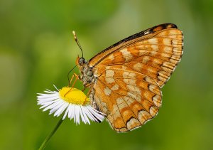 Scarce Fritillary