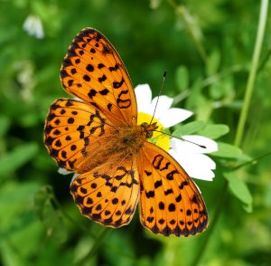 Marbled Fritillary