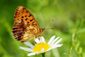 Marbled Fritillary