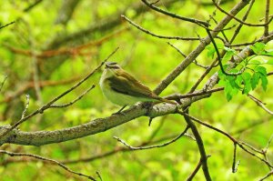 Red-eyed Vireo in the rain