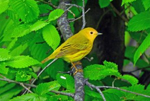 Yellow Warbler - male