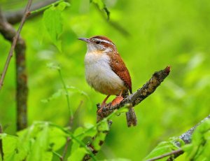 Carolina Wren