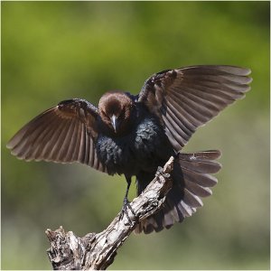 Brown-headed Cowbird (male)