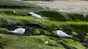 Roseate Tern