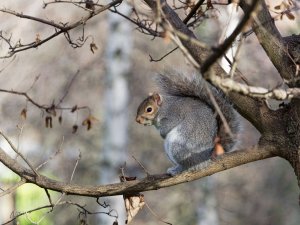 Grey Squirrel in winter