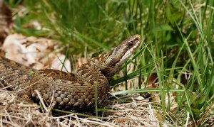 Common European Adder