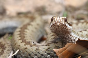 Common European Adder