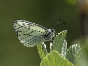 Black-veined White