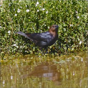 Brown-headed Cowbird (male)