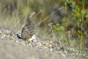 female Willow Ptarmigan