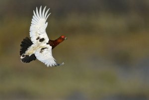 male Willow Ptarmigan