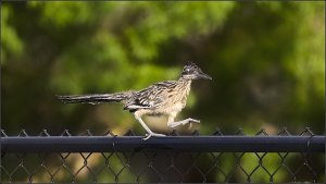 Greater Roadrunner (juvenile)