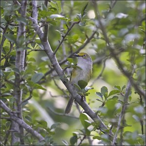 White-eyed Vireo