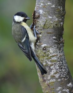 Great tit