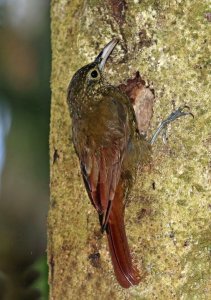 Olive-backed Woodcreeper