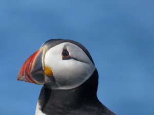 Puffin