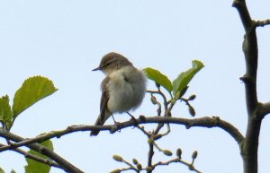 chiffchaff (Phylloscopus collybita)