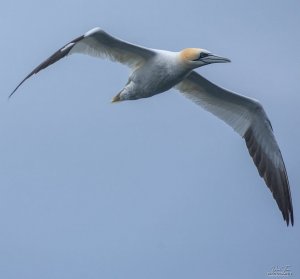 Gannet