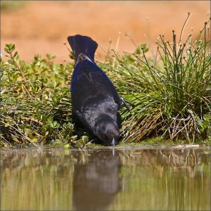 Bronzed Cowbird (male)