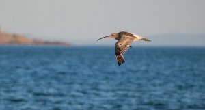 Curlew in flight