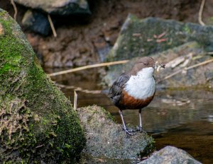 Dipper collecting food