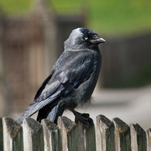 Jackdaw