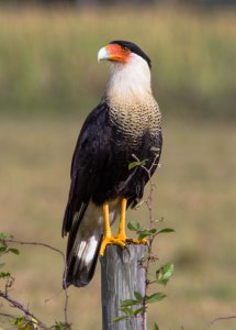 Crested Caracara