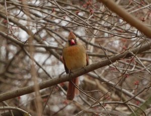 Mrs. Red Cardinal