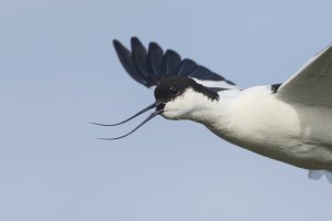 Avocet