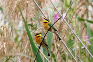 Litle bee-eater