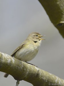 Chiffchaff