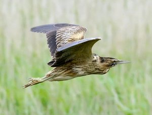 Great Bittern