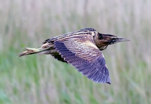 Great Bittern