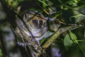 Goodman's Mouse Lemur