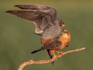 Red-footed Falcon