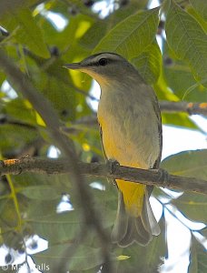 Red-eyed Vireo