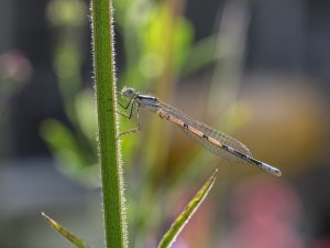 Common Blue Damselfly Male