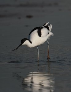 Pied Avocet