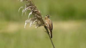 Sedge Warbler