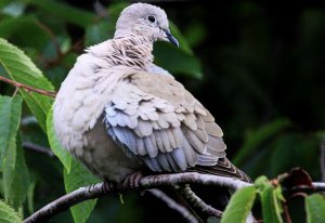 Lovely dove