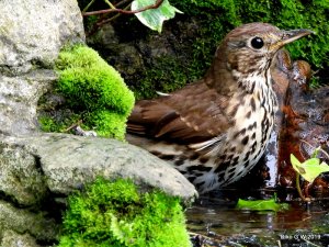 Song Thrush